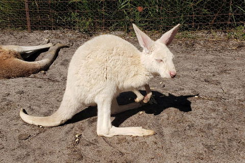 Very Best Of Perth Tour - Wildlife Park & City Highlights Tour - Great Ocean Road Restaurant 3