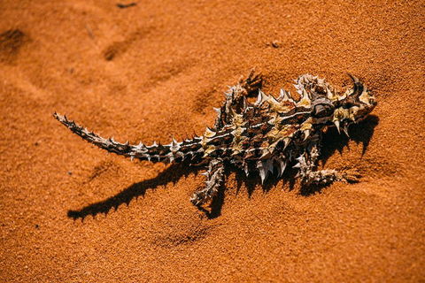 4-Day Coastal Loop Via Monkey Mia Wild Dolphins Kalbarri Pinnacles Perth Return - Great Ocean Road Restaurant 5