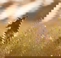 Sunset Blue Mountains Wilderness  Wildlife Tour without the crowds - Great Ocean Road Restaurant