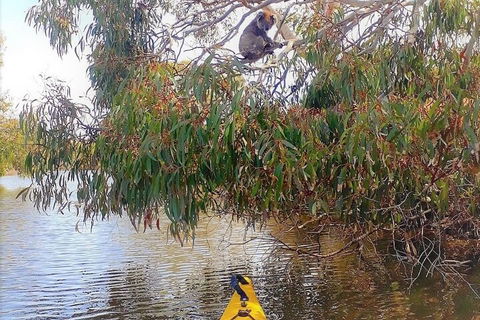 Kangaroo Island Self-Guided Kayaking On The Harriet River - Great Ocean Road Restaurant 4