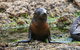 Phillip Island Seal-Watching Cruise - thumb 0