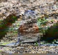 Phillip Island Seal-Watching Cruise - Great Ocean Road Restaurant