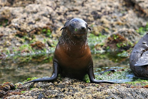 Phillip Island Seal-Watching Cruise - Great Ocean Road Restaurant 0