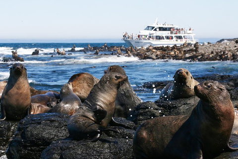 Phillip Island Seal-Watching Cruise - Great Ocean Road Restaurant 5