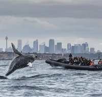 Sydney Whale-Watching by Speed Boat - Great Ocean Road Restaurant