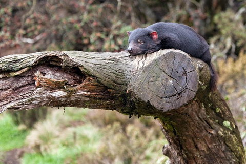 Day Keeper Tour - Great Ocean Road Restaurant 0