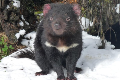 Day Keeper Tour - Great Ocean Road Restaurant 4