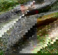 1-Hour Tasmanian Devil Feeding Day Tour at Cradle Mountain - Great Ocean Road Restaurant