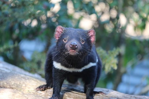 1-Hour Tasmanian Devil Feeding Day Tour At Cradle Mountain - Great Ocean Road Restaurant 1