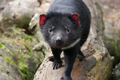 1-Hour Tasmanian Devil Feeding Day Tour At Cradle Mountain - Great Ocean Road Restaurant 4
