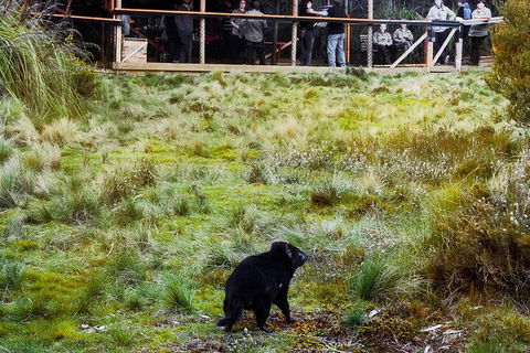 1-Hour Tasmanian Devil Feeding Day Tour At Cradle Mountain - Great Ocean Road Restaurant 5