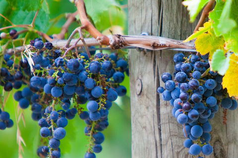 Yarra Valley, Dandenong Ranges Inc. Lunch With Wine,plus Morning Tea,chocolate - Great Ocean Road Restaurant 0
