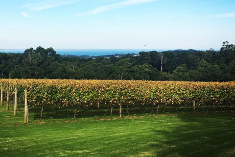 Yarra Valley Wine Tour Inc Lunch With A Glass Of Wine, Tastings And Chocolate - Great Ocean Road Restaurant 2