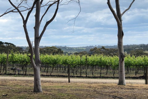Yarra Valley Wine Tour Inc Lunch With A Glass Of Wine, Tastings And Chocolate - Great Ocean Road Restaurant 3