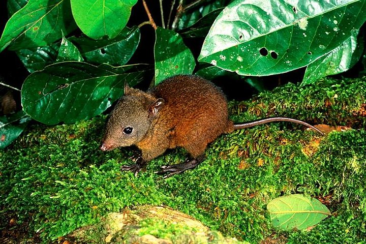 Kamerunga QLD Great Ocean Road Restaurant