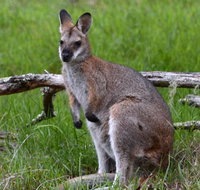 Ultimate Blue Mountains and Wildlife Tour - Great Ocean Road Restaurant