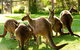 Yarra Valley Wildlife & Wine Day Tour From Melbourne With Healesville Sanctuary - thumb 4