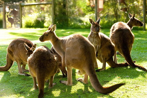 Yarra Valley Wildlife & Wine Day Tour From Melbourne With Healesville Sanctuary - Great Ocean Road Restaurant 4