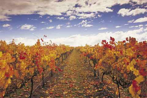 Yarra Valley Wildlife & Wine Day Tour From Melbourne With Healesville Sanctuary - Great Ocean Road Restaurant 5