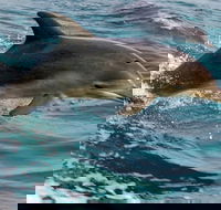1.5HR Mudjimba Island Wildlife Safari - Great Ocean Road Restaurant