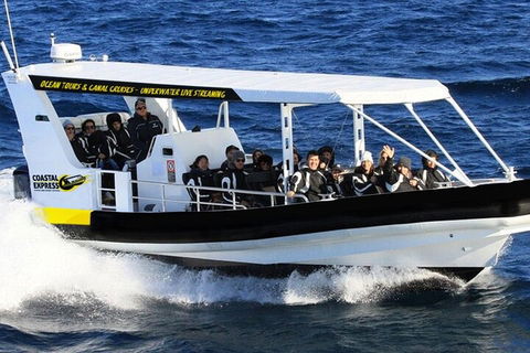 Mooloolaba Whale Watching Tour - Great Ocean Road Restaurant 0