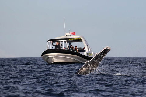 Mooloolaba Whale Watching Tour - Great Ocean Road Restaurant 2