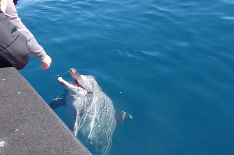 Noosa Wild Dolphin Safari - Great Ocean Road Restaurant 0