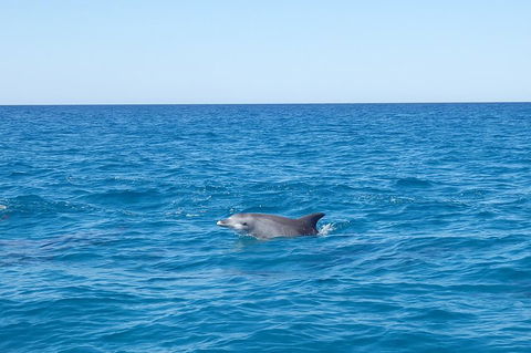 Noosa Wild Dolphin Safari - Great Ocean Road Restaurant 1
