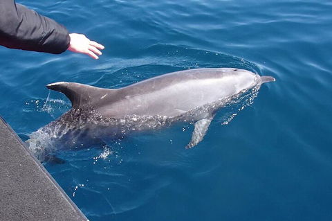 Noosa Wild Dolphin Safari - Great Ocean Road Restaurant 2