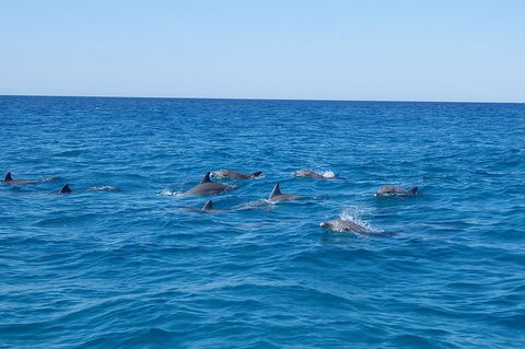 Noosa Wild Dolphin Safari - Great Ocean Road Restaurant 3