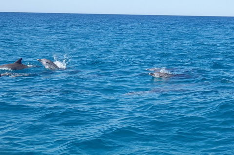 Noosa Wild Dolphin Safari - Great Ocean Road Restaurant 4
