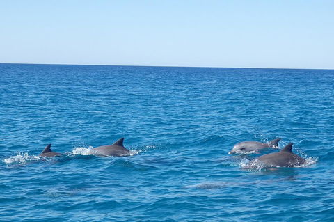 Noosa Wild Dolphin Safari - Great Ocean Road Restaurant 5