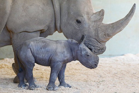 Croc Express To Australia Zoo From Gold Coast - Great Ocean Road Restaurant 0