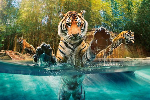 Croc Express To Australia Zoo From Gold Coast - Great Ocean Road Restaurant 3