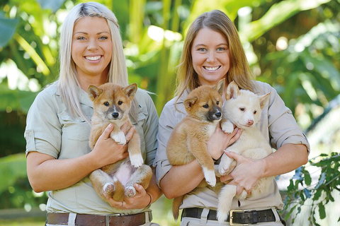 Croc Express To Australia Zoo From Gold Coast - Great Ocean Road Restaurant 4