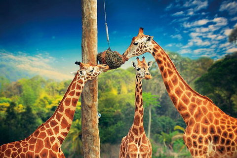 Croc Express To Australia Zoo From Gold Coast - Great Ocean Road Restaurant 5