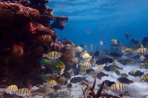 Lagoon Explorer - Ningaloo Reef Full-Day Kayaking And Snorkeling Adventure - Great Ocean Road Restaurant 2