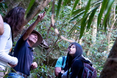 Natural Bridge & Springbrook Waterfalls Tour - Great Ocean Road Restaurant 4
