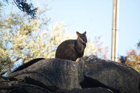 The Explorers' Discovery Tour - Gold, Wine & Wildlife - Great Ocean Road Restaurant 4