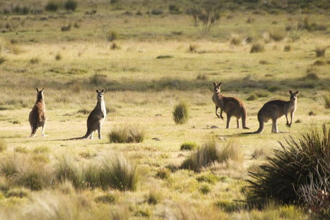 The Explorers' Discovery Tour - Gold, Wine & Wildlife - Great Ocean Road Restaurant 5