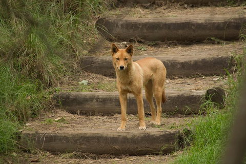 Blue Mountains Small-Group Insider Tour From Sydney - Great Ocean Road Restaurant 3