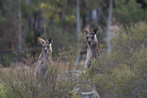 Inside The Greater Blue Mountains World Heritage - A Wildlife Safari Overnight - Great Ocean Road Restaurant 2
