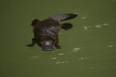 Inside The Greater Blue Mountains World Heritage - A Wildlife Safari Overnight - Great Ocean Road Restaurant 5