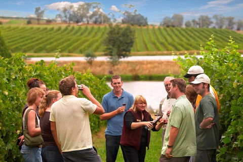 Yarra Valley Balloon Flight And Winery Tour - Great Ocean Road Restaurant 4