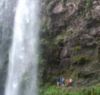 Springbrook National Park Discovery Full-Day Bushwalking Tour - Great Ocean Road Restaurant