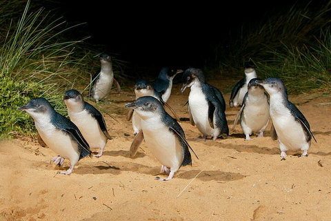 Private Phillip Island & Penguin Parade Hiking Tour From Melbourne - Great Ocean Road Restaurant 4