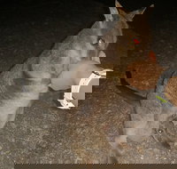 Private Tour to Paronella Park Historic Village Herberton and wild life Wallaby - Great Ocean Road Restaurant