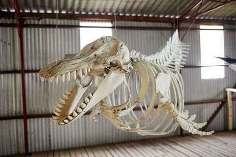 Albany's Whale Story - Great Ocean Road Restaurant 3