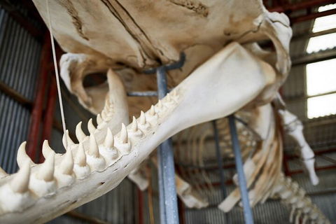 Albany's Whale Story - Great Ocean Road Restaurant 5