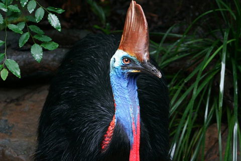 Cape Tribulation, Daintree Rainforest And Wildlife Tour - Great Ocean Road Restaurant 5